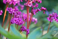 Bergenia 'Overture' flowers