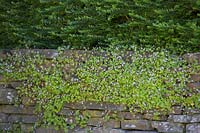 Cymbalaria muralis - Ivy-leaved Toadflax on dry-stone wall