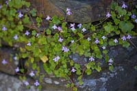 Cymbalaria muralis - Ivy-leaved Toadflax on dry-stone wall.