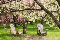 Pair of Adirondack chairs beneath Malus baccata - Siberian crabapple trees
 with blossom