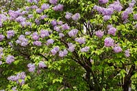 Syringa x hyacinthiflora  'Laurentian' - lilac with blossoms 