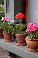 Pelargonium 'Toscana Anne', 'Calliope Dark Orange' and 'Toscana Claudio'.