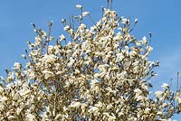 Magnolia salicifolia 'Wada's Memory' - willow-leaved magnolia