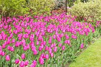 Mass planting of Tulipa 'Barcelona' at Pashley Manor Gardens, East Sussex, UK. 
