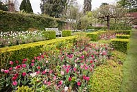Tulip borders and topiary at Pashley Manor Gardens, East Sussex, UK. 
