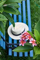 Close up of flowering Plumeria rubra - Frangipani. 