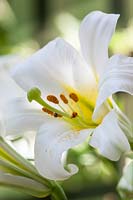 Lilium regale - king's lily