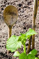 Creative plant labelling: a wooden spoon is etched with name to identify the young emerging plant. 