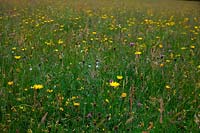 Diverse wildflower meadows at Goren Farm, Devon, UK. 