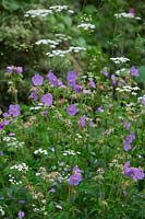 Geranium pratense - Meadow Cranesbill - with Chaerophyllum temulum - Rough Chervil