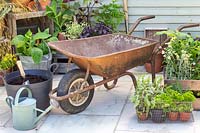 Materials and tools required to construct a wheelbarrow herb planter. 