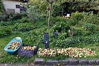 Free local apples, Priory Common Orchard, London Borough of Haringey, UK. 