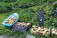 Free local apples, Priory Common Orchard, London Borough of Haringey, UK.