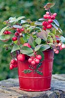 Gaultheria procumbens in red enamel Christmas pot. 
