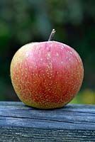 Malus domestica 'Mannington's Pearmain' - apple 