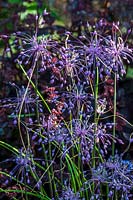 Allium carinatum subsp. pulchellum - keeled garlic