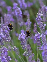 Bees on Lavandula x intermedia - Lavender