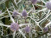 Eryngium variifolium - variable-leaved sea holly