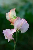 Lathyrus odoratus 'Anniversary' - Sweet Pea 