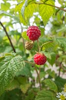 Rubus phoenicolasius - 'Japanese wineberry'