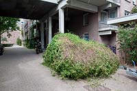 Fallopia baldschuanica, which once covered the side of the building, fallen on to the street under its own weight after a slight pruning, Amsterdam, The Netherlands. 
