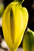Lysichiton americanus - yellow skunk cabbage