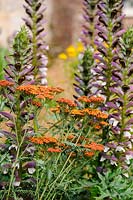 Achillea 'Walther Funcke' - Yarrow - with Acanthus.