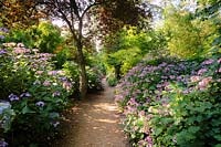 The Hydrangea Walk. Abbotsbury Subtropical Garden, Dorset, UK. 
