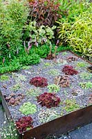 The Carpet Garden includes raised beds planted with sempervivums in reds and greens, Dipley Mill, Hartley Wintney, Hants, UK. 
