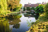 The mill pond is framed by massive weeping willows and large clumps of Gunnera manicata. Dipley Mill, Hartley Wintney, Hants, UK