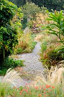 Pathway with Stipa tenuissima, Zauschneria californica, Stipa gigantea and hedychiums, Pinsla, Cornwall, UK 