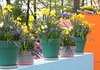 Brightly coloured pots filled with Narcissus, Muscari and Tulipa on blue wall.