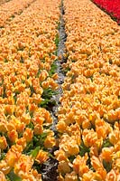 Fields of Tulipa. De Tulperij: Dutch nursery of Daan and Anja Jansze at Voorhout, Holland.