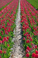  Fields of Tulipa. De Tulperij: Dutch nursery of Daan and Anja Jansze at Voorhout, Holland.
