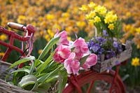 Bicycle decorated with Tulips, Anemone and Narcissus. De Tulperij: Dutch nursery of Daan and Anja Jansze at Voorhout, Holland.
