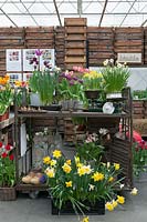 De Tulperij: Dutch nursery of Daan and Anja Jansze at Voorhout, Holland.