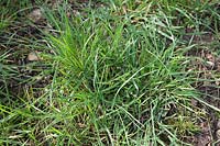 Clump of couch grass, Elymus repens.