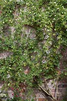 Passiflora caerulea trained on wires on a garden brick wall. 