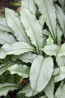 Pulmonaria longifolia 'Diana Clare' - Lungwort 