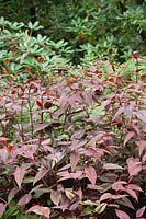 Persicaria microcephala 'Red Dragon', syn. Polygonum microcephalum with ferns and Rhododendrons 