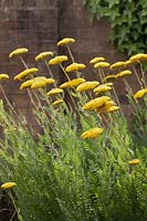 Achillea filipendula 'Gold Plate growing in front of brick wall 