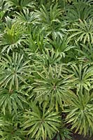 Syneilesis aconitifolia - Shredded Umbrella Plant 