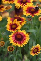 Gaillardia aristata 'Arizona Sun' - Blanket Flower 