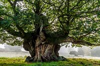 Ancient sessile oak in Cowdray Park, Sussex, UK