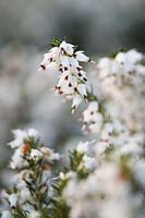 Erica x darleyensis f. albiflora 'White Spring Surprise' - Heather