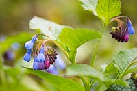 Symphytum caucasicum - Caucasian comfrey