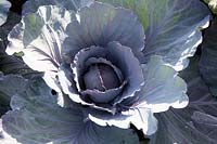 Cabbage 'Red Jewel'