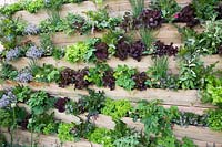Wood panelled living wall with salad, herbs and fruit plants. Salad Deck, RHS Malvern Spring Festival, 2018