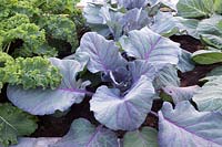Organic Brassica oleracea 'Kalibos' - young red cabbage plants.