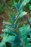 Large White butterfly larvae - Pieris brassicae on Brassica oleracea - Purple Sprouting brocolli